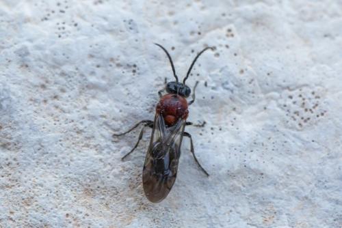 Réf. 296 751 : Smicromyrmini inconnu